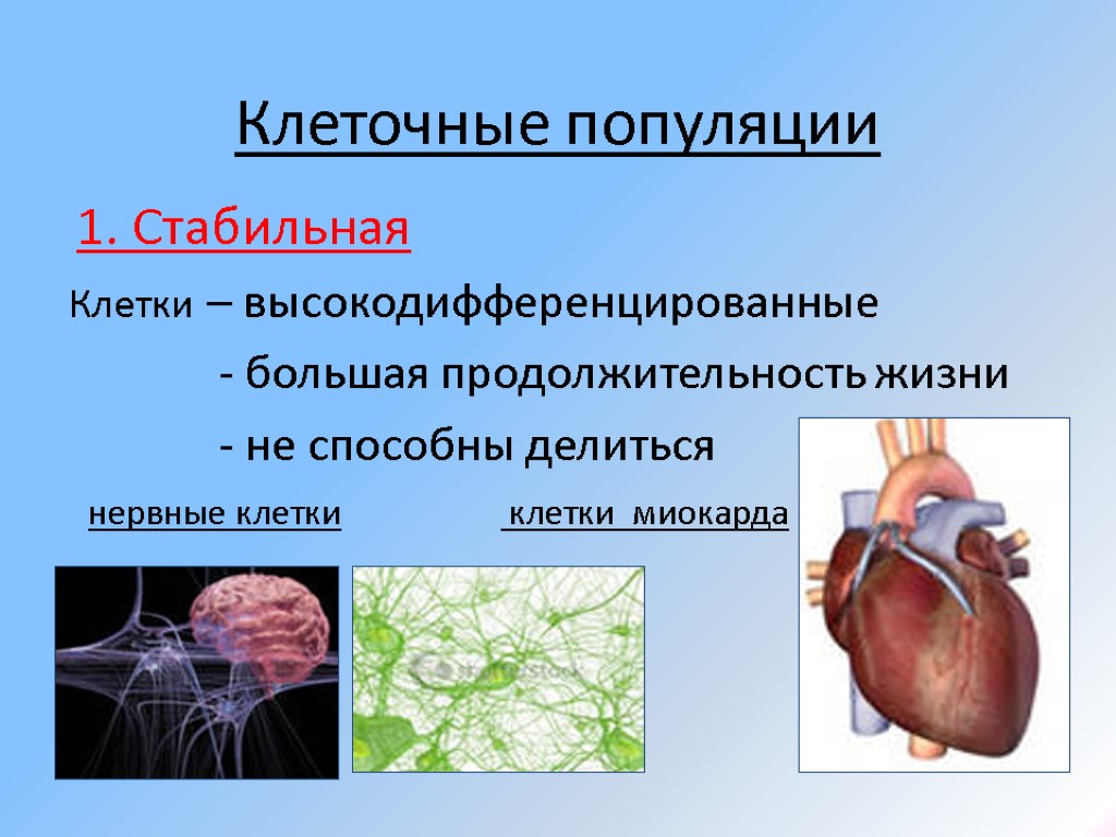 Клеточные популяции 1. Стабильная Клетки – высокодифференцированные - большая продолжительность жизни - не способны